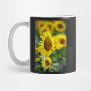 Sunflowers field Mug